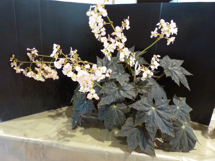 B. ‘Jamaica’